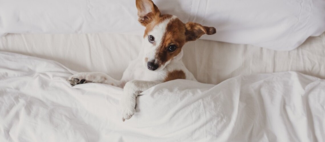 cute-jack-russell-sleeping-on-a-bed-under-a-white-2022-06-17-02-33-28-utc-1